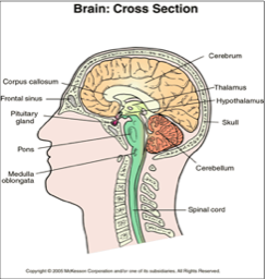 CMLX brain cross section