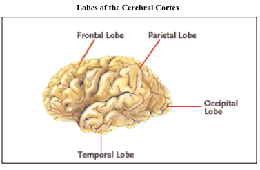 CMLX cerebral lobes