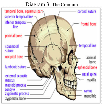 brain injury pt 2 diagram3